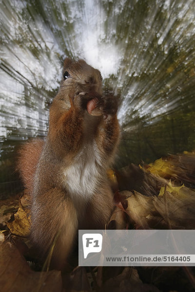 Deutschland  Murnau  Nahaufnahme des europäischen roten Eichhörnchens im Wald