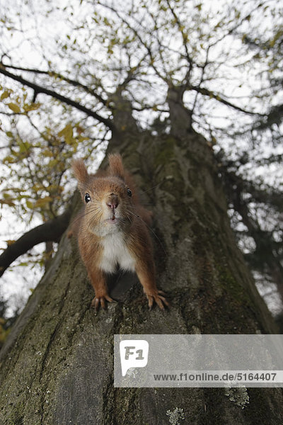 Deutschland  München  Nahaufnahme des europäischen roten Eichhörnchens am Baum