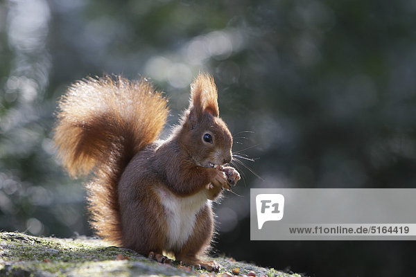 Deutschland  München  Nahaufnahme von europäischem rotem Eichhörnchen beim Essen
