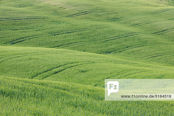 Italy  Tuscany  Province of Siena  Val d'Orcia  Pienza  View of green wheat field with tyre tracks