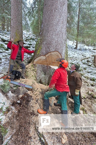Harvesting of a spruce in the Stillup Valley Zillertal Alps Austria