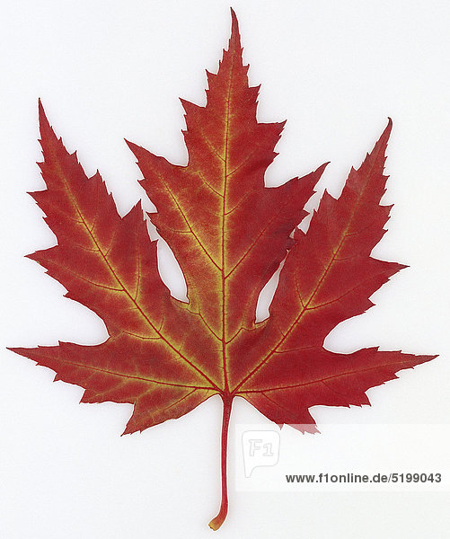 Silberahorn  Rotes Herbstblatt