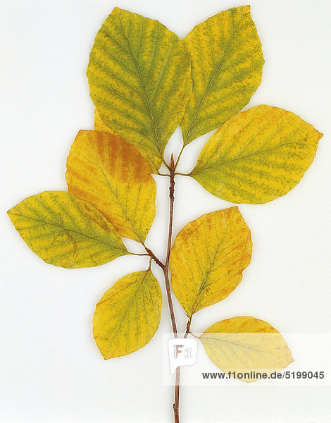 Rotbuche  Gelbe Herbstblätter