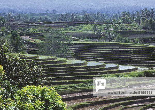 Reisterrassenfelder bei Antosari  Bali  Indonesien