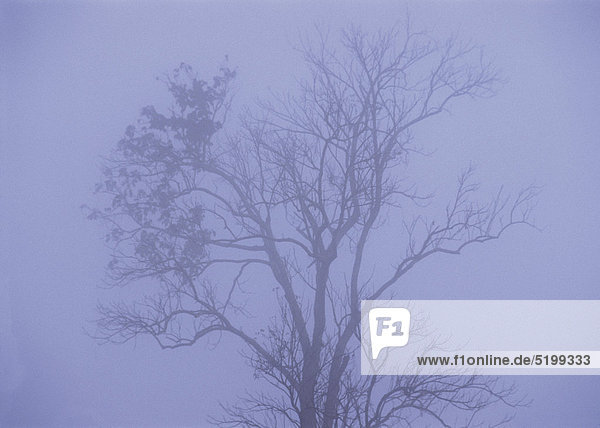Kahler Laubbaum im Nebel