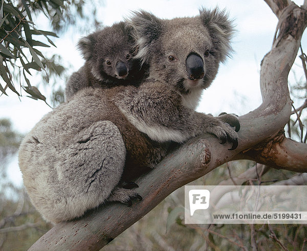 Koalabär Mit Jungem Auf Ast