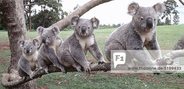 Vier Koalabären Auf Ast