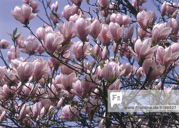 Magnolienstrauch