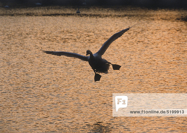 Schwan im Flug  kurz vor Landung im Wasser  Sonnenuntergang