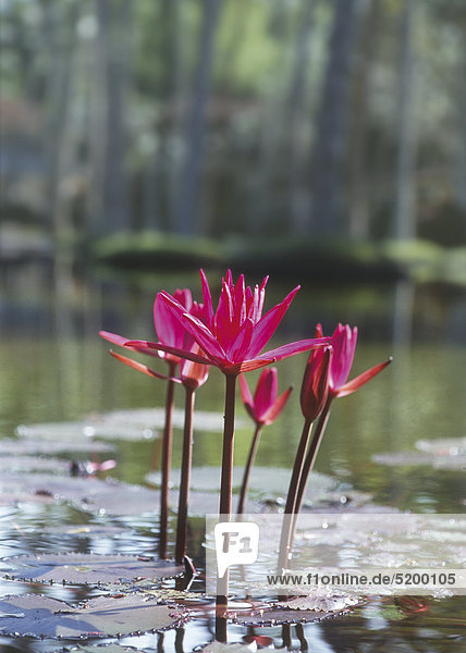 Seerosen  pink  in Teich