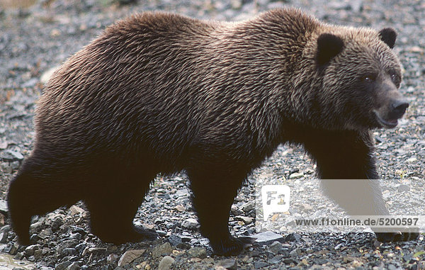 Grizzlybär  Seitlich  Alaska  USA