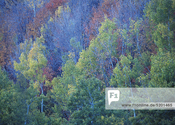 Herbstlicher Wald an Berghang  Colorado  USA
