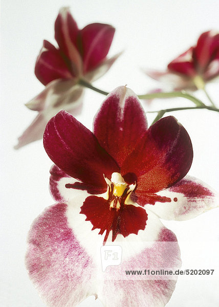 Rot-weiße Blüten  Orchidee  Miltonia-Hybride