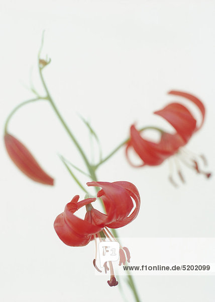 Rote Blüten  Korallenlilie