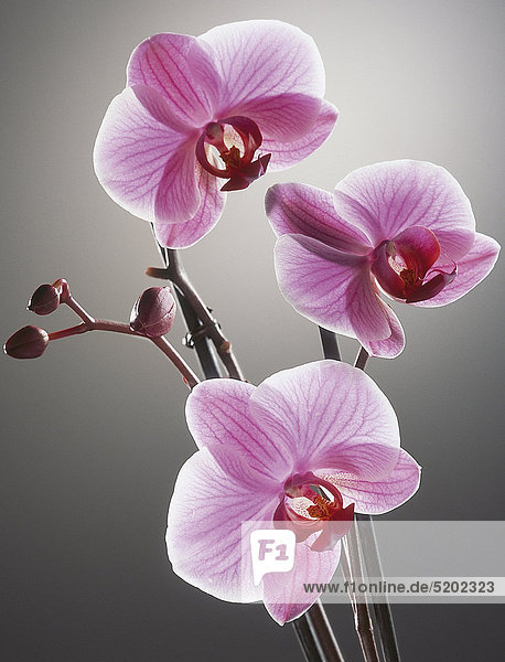 Rosa Orchidee  die Phalaenopsis