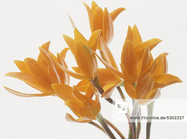 Orchidee Cattleya Aurantiaca orange