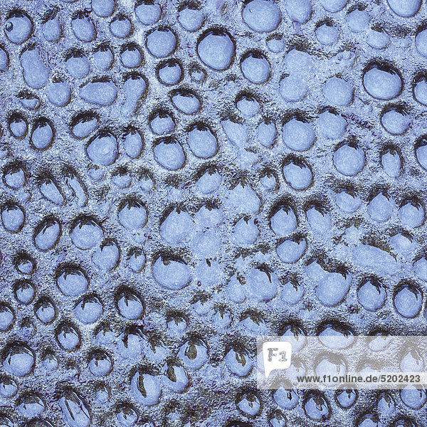 Wassertropfen auf Felsoberfläche