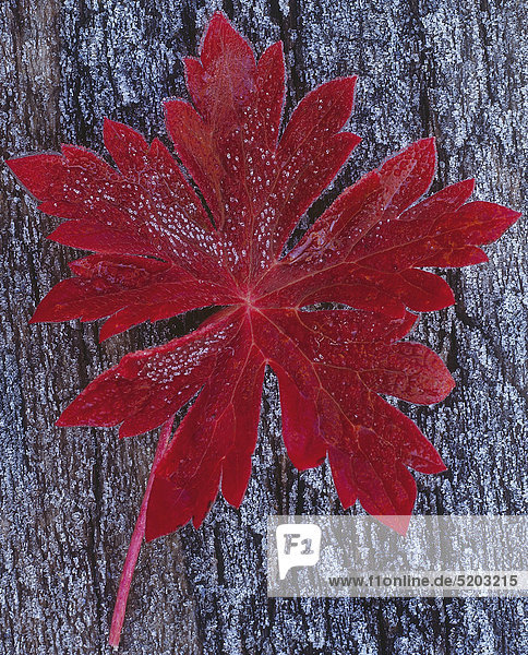 Rotes Herbstblatt  Staudengeranie