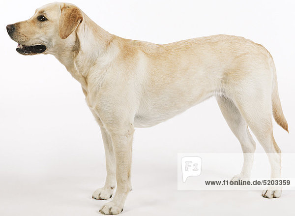 Hund  Labrador Retriever  stehend