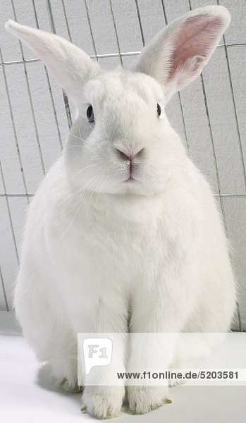 Weißes Kaninchen  Angoramischling