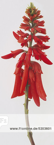 Rote Aloeblüte