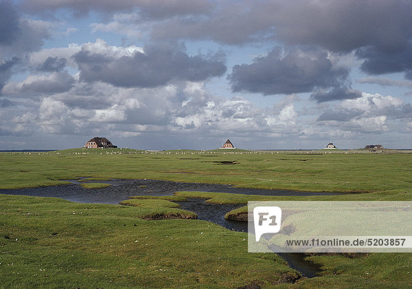 Hallig Nordstrandischmoor  Nordfriesland  Schleswig-Holstein  Deutschland