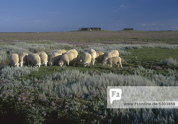 Hallig Gröde  Schafe  Halligflieder  Nordfriesland  Schleswig-Holstein  Deu