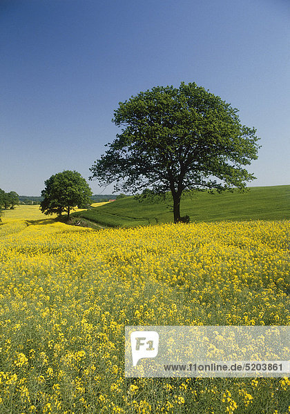 Landschaft  Holsteinische Schweiz  Schleswig-Holstein  Deutschland
