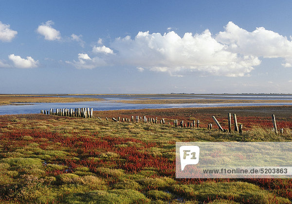 Salzwiesen am Küstenvorland  Nordfriesland  Schleswig-Holstein  Deutschland