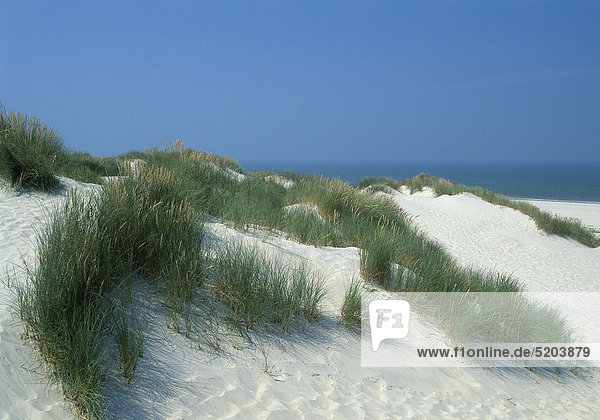 Dünen  Insel Baltrum  Ostfriesland  Niedersachsen  Deutschland