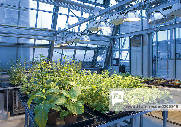 Tabakpflanzen in Gewächshaus zur Nanotechnologie-Forschung
