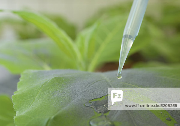 Pipette an Tabakpflanze in Gewächshaus zur Nanotechnologie-Forschung