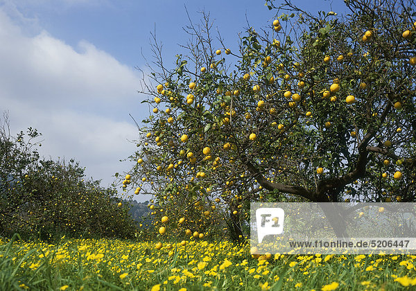 Zitronenbaum  Kalabrien