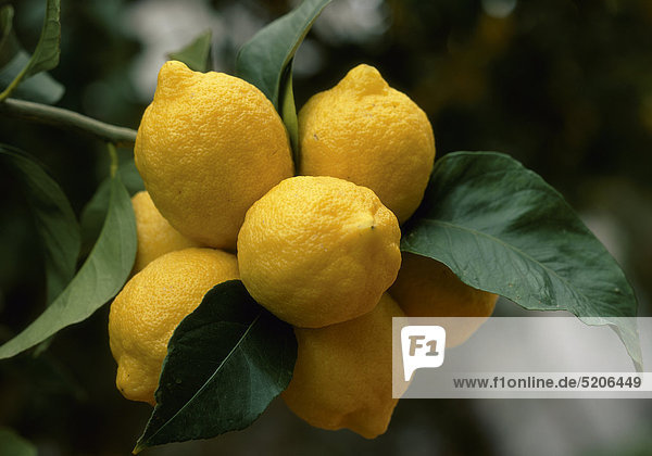 Zitronen an Baum  Kalabrien  Italien