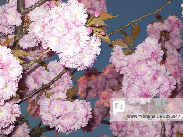 Kirschblüten auf einem Kirschbaum  Tiefblick  Nahaufnahme