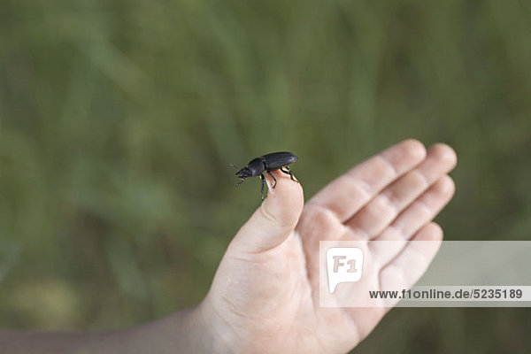 Ein Kind hält einen Käfer  Detail der Hand