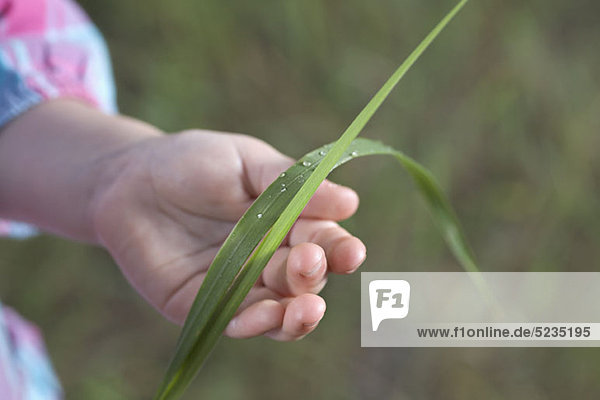 A child holding blades of grass  focus on hand
