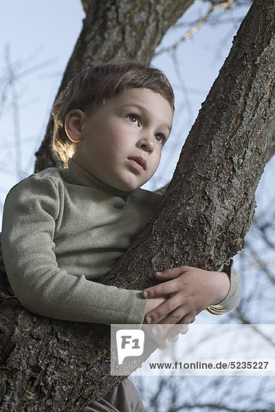 Ein Junge in einem Baum  der in die Ferne schaut.