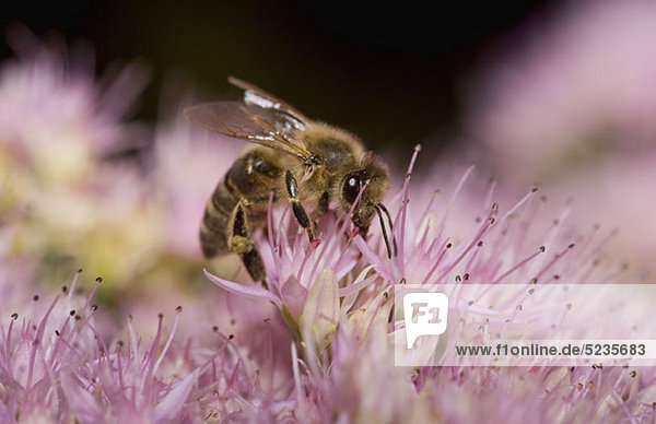 Eine Honigbiene (Apis mellifica) sitzt auf einer Blume