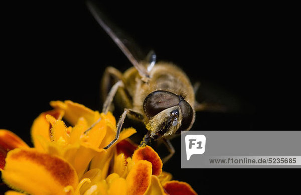 Eine Schwebfliege (Eristalis tenax) auf einer Blüte  extreme Nahaufnahme