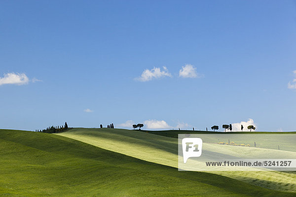 Italien  Toskana  Kreta  Val d'Orcia  Blick auf Kornfelder mit Pinien und Zypressen in hügeliger Landschaft