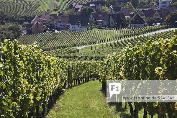 Frankreich  Elsass  Haut-Rhin  Elsässische Weinstraße  Riquewihr  Blick auf den Weinberg im Spätsommer