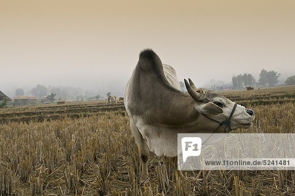 Thailand  Pai  Blick auf Rinder im Feld