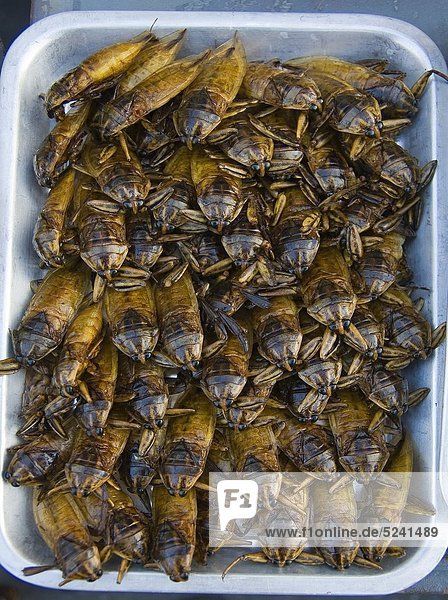 Thailand  Gebratene Käfer im Tablett