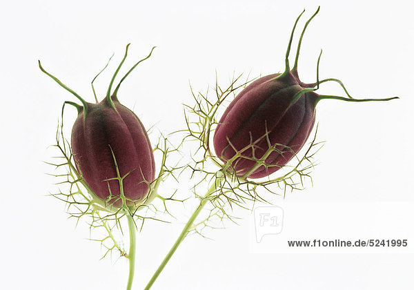 Dunkelrote Blütenknospen