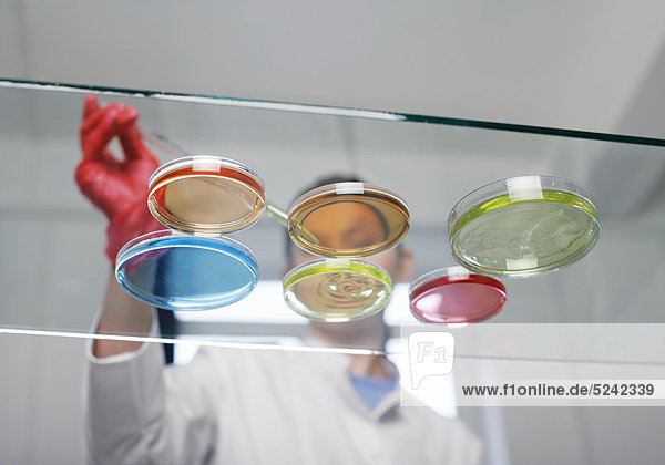 Laborant mit Petrischalen