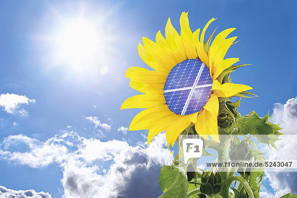 Deutschland  Sonnenblume mit Solarmodul gegen blauen Himmel mit Sonne