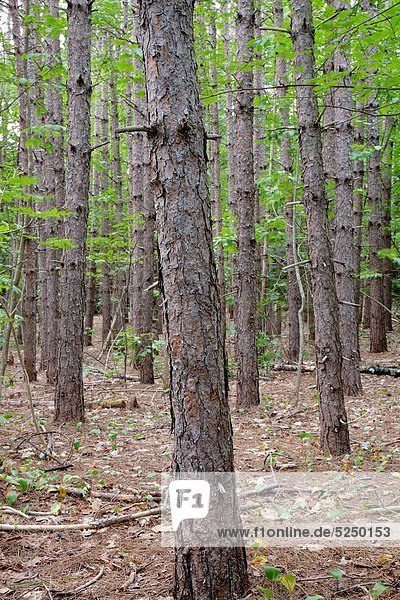 Sommer  Wald  rot  Kiefer  Pinus sylvestris  Kiefern  Föhren  Pinie  jung  Albany