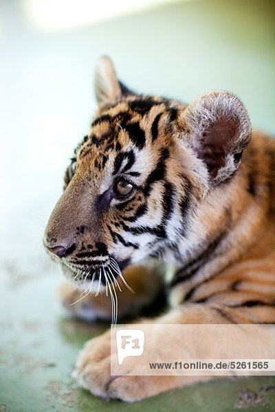 Asiatische Tiger im Zoo  close-up