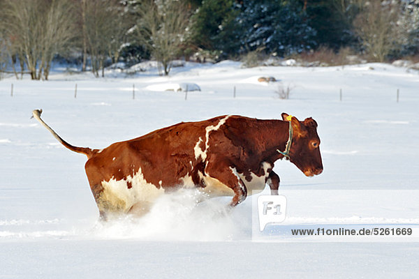 Cow running in snow